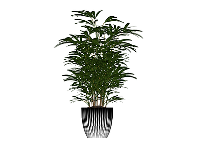 带盆绿植盆栽