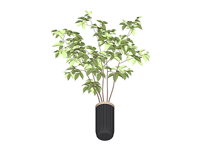黑色花盆绿植盆栽