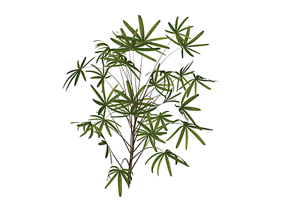 多视角散尾葵绿植模型