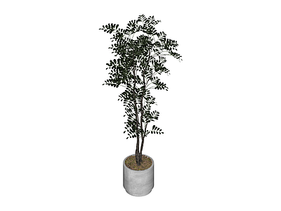 盆栽绿植组合