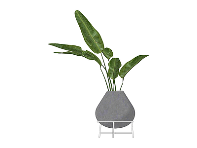 带盆绿植盆栽
