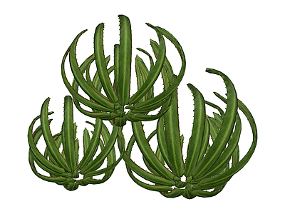 丛生芦荟绿植组合
