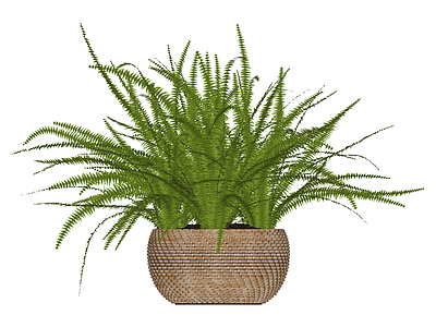 盆栽蕨类植物