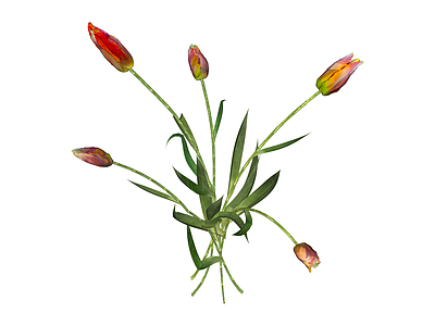 红色郁金香花艺组合