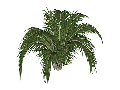 丛生散尾葵绿植模型
