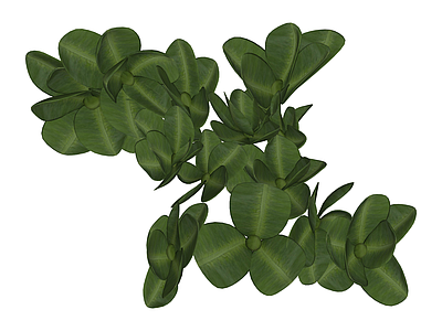绿色四叶草藤蔓植物