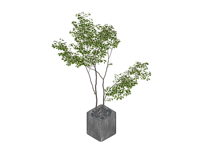 盆栽绿植组合