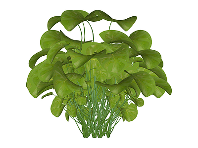 圆形丛生绿植灌木
