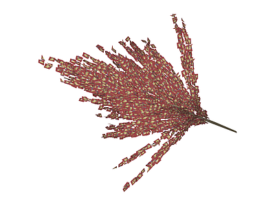 红褐色芦苇草模型