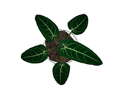 白盆绿植盆栽