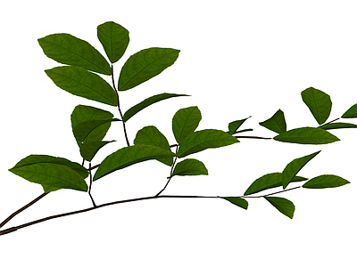 绿色植物枝叶组件