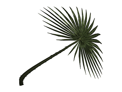 单株棕榈植物模型
