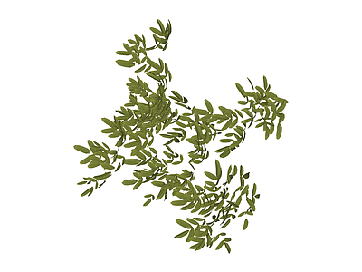 独立植物枝叶模型