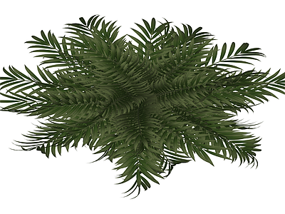 散尾葵绿植模型