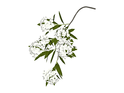 白色花艺植物枝条