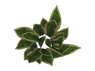 虎尾兰盆栽植物
