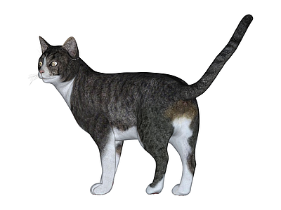 灰白花色站立猫