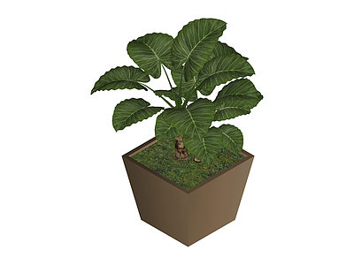 带盆绿植盆栽