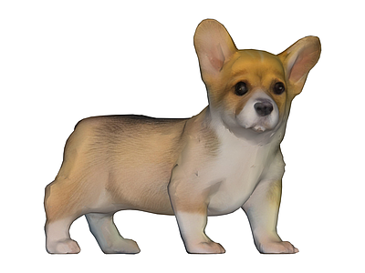 柯基犬动物模型