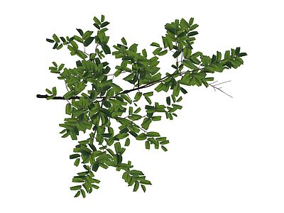 独立绿植小树
