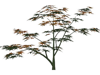 枫树植物模型