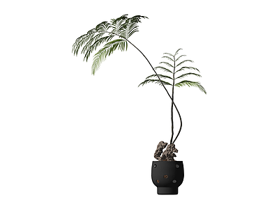 黑色花盆苏铁盆栽