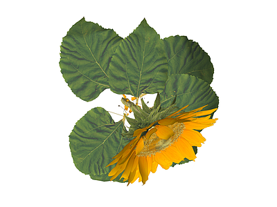 向日葵植物模型