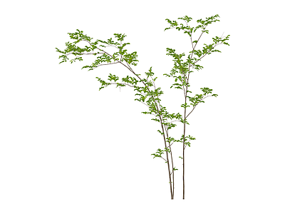 带叶细枝植物