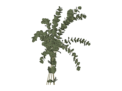 尤加利叶植物组