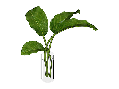 带玻璃花瓶绿植