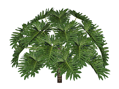 羽状叶绿植灌木