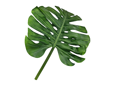 龟背竹绿植叶片