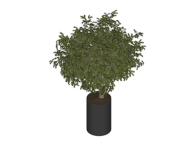 带盆绿植盆栽