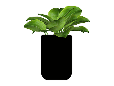 黑色花盆绿植盆栽