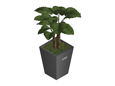 带盆绿植盆栽组合