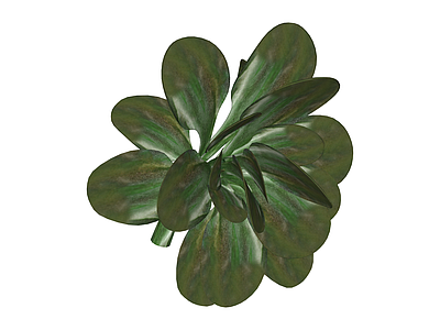 深绿色宽叶植物模型