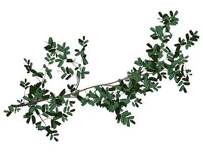 蓝花灌木植物