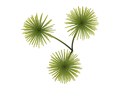 绿色纸莎草花艺组合