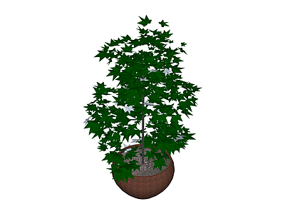 带盆盆栽绿植