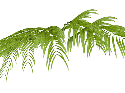 绿色散尾葵植物