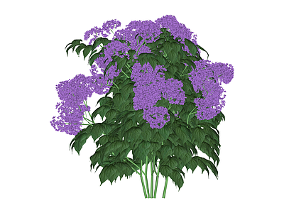 紫色花灌木植物