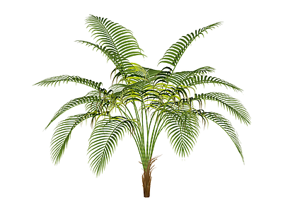 仿真散尾葵绿植模型