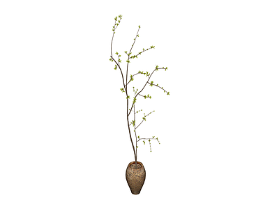 盆栽枯枝植物