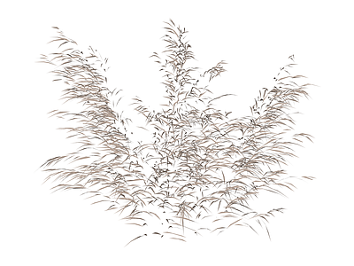 芦苇植物组合