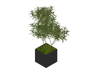 带盆绿植盆栽