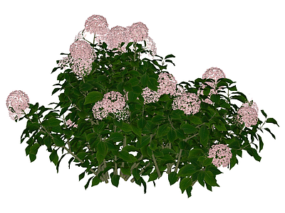 粉色绣球花灌木