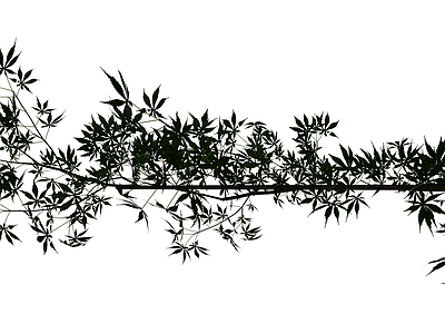 黑化枫叶植物模型