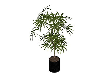 带盆绿植盆栽