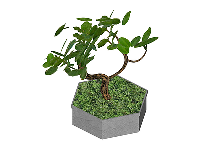 带盆景观绿植盆栽