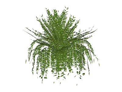绿色蕨类植物模型